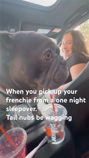 Frenchie tail nub wagging #frenchbulldog #reunion