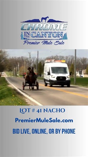 Lot #41 Nacho sells ‪@PremierMuleSale‬ May 9, 2026 #nacho #forsale #mulesale