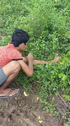 Touch Me Not Plant Reaction 🌱 ” | Why Touch Me Not Plant Closes Its Leaves | Amazing Nature Vlog”