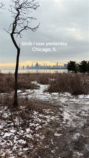 Birding in Chicago: A Winter Exploration