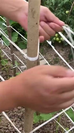 the process of tying rope to wooden twigs to surround a plant or plant.