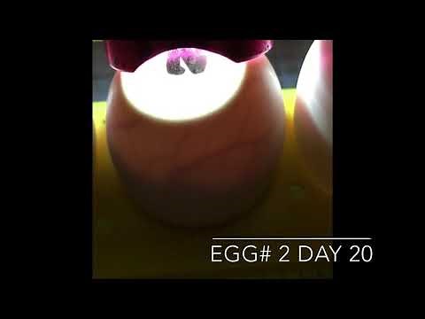 Duck eggs incubation Day 20