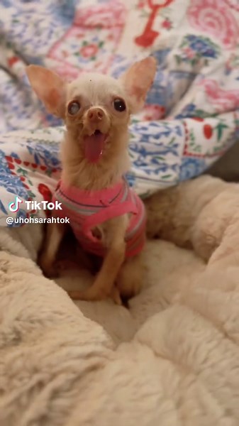 Mabel's Journey: From Neglect to Loving Home