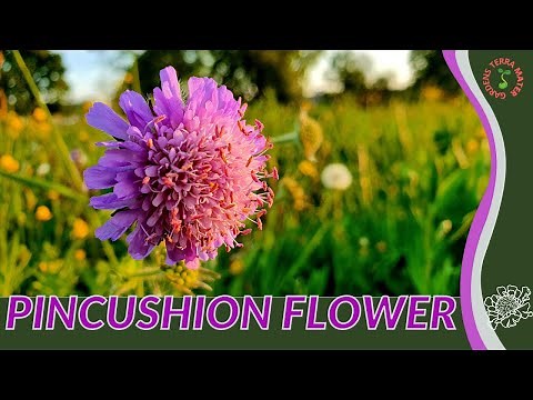 PINCUSHION FLOWER Information and Growing Tips! (Scabiosa columbaria)