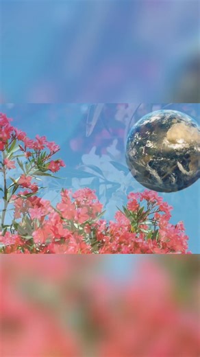 The oleander's powerful symbolism of survival and recovery, from the Galveston storm to Hiroshima's nuclear devastation. #Oleander #Resilience #Galveston #Hiroshima #Survival #Recovery #Flowers #History #Symbolism #Inspiration | Galveston Unscripted