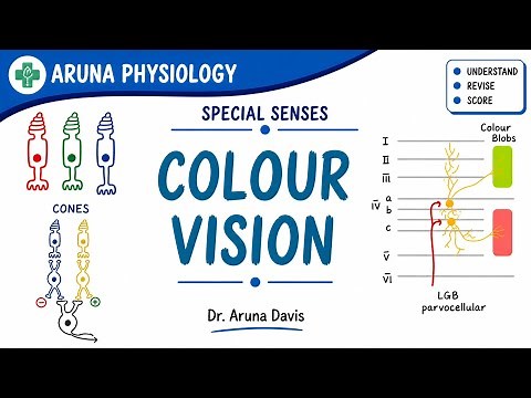 Colour Vision