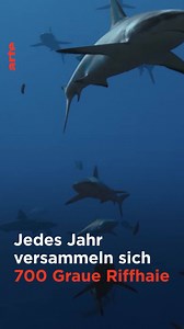 700 Haie auf einer Strecke von einem Kilometer... 🦈 Warum kommen die Tiere, die eigentlich als Einzelgänger gelten, im Juni bei Vollmond so eng zusammen? Unsere Doku: https://arte.app.link/700_haie | Arte