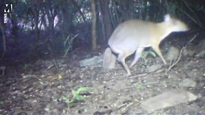 'Mouse deer' rediscovered in Southeast Asia