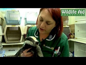 Being a Wildlife Veterinary Nurse