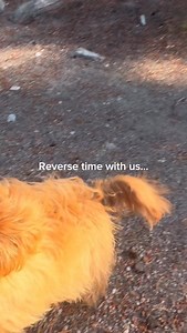 17K views · 1.7K reactions | Throwback to when I was just a baby bean 笠 #pomapoo #puppythrowback #puppytransformation #puppiesofinstagram #instadog | Honey the Pomapoo | Facebook