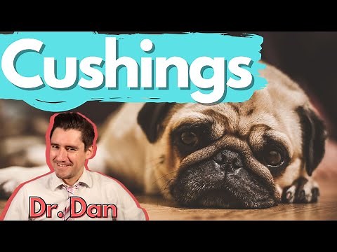 Dog Cushings Disease. Dr. Dan covers symptoms, diagnosis, and treatment of Cushing's disease