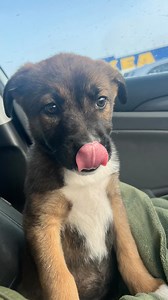 Welcome to Hart, Kiwi! Meet Kiwi, the newest little furball to join the Hart family! We aren’t sure of exact age yet but she’s definitely a young puppy, this sweet and adorable gal is already stealing hearts. Kiwi is full of love, adores people, and can’t wait to jump into your arms for snuggles and attention. This little gal will be spayed and vaccinated soon, and then she’ll be ready to find her forever home. Keep an eye out for updates as Kiwi gets ready to make someone’s family complete! Wel