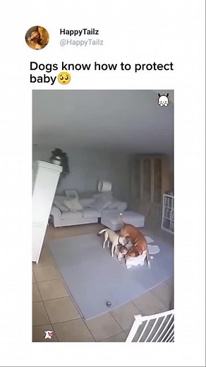 Funny dogs😂Get an Amazon gift card in my byo 💞 Credit-hsvsysg | Doggodozen