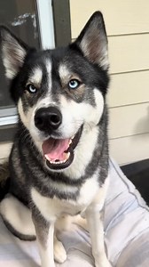 So excited to share this journey! Can you guess where？？ . . . #husky #huskypuppy #huskylove #huskygram #huskylife #huskyphotography #huskypics #huskynation #huskymix #huskylovers #huskyofinstagram #huskylover #huskydog #huskyworld #huskypuppies #huskypup #huskysofinstagram #huskylovingclub #huskymom #huskysiberiano #huskyoftheday #huskys #huskyreq #huskyproblems #huskypic #huskyfamily #huskypage #huskycute #huskyheaven #huskypride | Blue The Husky