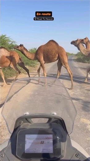 Epic Camel Herd Crossing During Desert Ride in Rajasthan | Incredible Wildlife Experience #shorts