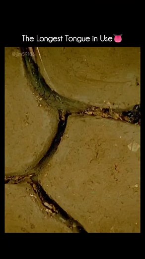 Animal Documentary & Science Concepts on Instagram: "🐜 Anteater: The Insect-Eating Specialist Anteaters are unique mammals found in Central and South America, known for their long snouts, sticky tongues, and powerful claws—perfect for a life built around eating ants and termites. Houses a 2-foot long sticky tongue—one of the longest relative to body size in the animal kingdom. Helps them reach deep into ant and termite tunnels. 🔸 No Teeth They don’t chew food. Instead, they swallow insects who