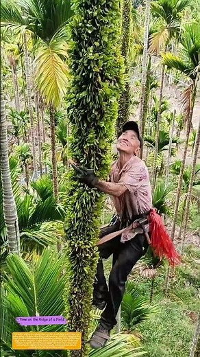 How a Rope Harness Lets a Farmer Scale and Clean a Palm Trunk