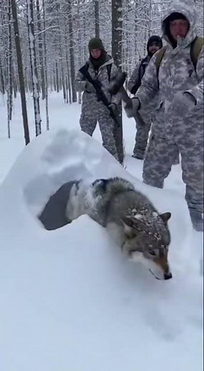 Lone Wolf in the Frozen Forest | Powerful Winter Wildlife Moment #animalrescue