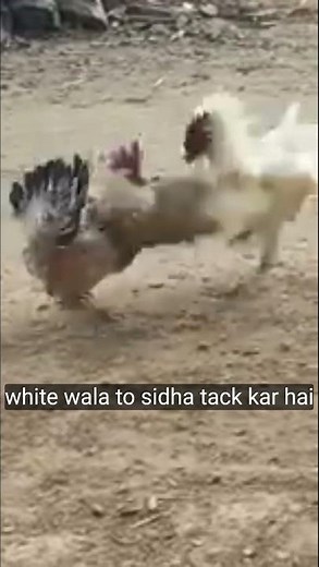 2 Hen Fighting | Real Chicken Fight Video | Shocking Farm Moments