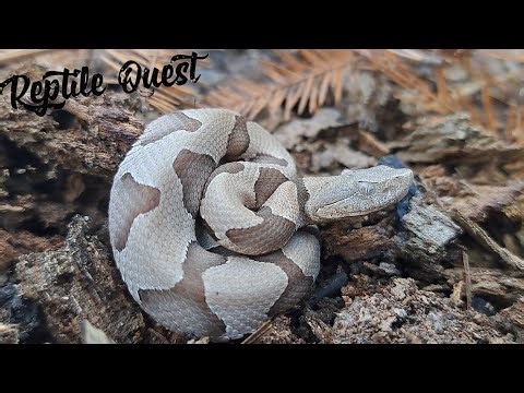 A tiny baby PIT VIPER! Newborn Copperhead!