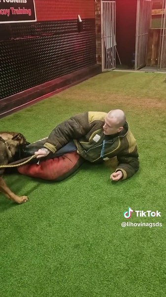 Training a Protection Dog - Czech German Shepherd