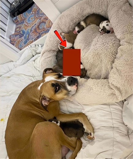 4.1K views · 12 reactions | “When your dog gives birth… and Shrek shows up”  A Canadian family couldn’t believe their eyes when one puppy arrived looking unlike any other. See the rare photos of this one-in-10,000 pup in the comments below  | Know It All: About Everything | Facebook