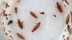 Small Kitchen Cockroaches Running Chaotically On: стоковое видео (без лицензионных платежей), 1069811083 | Shutterstock