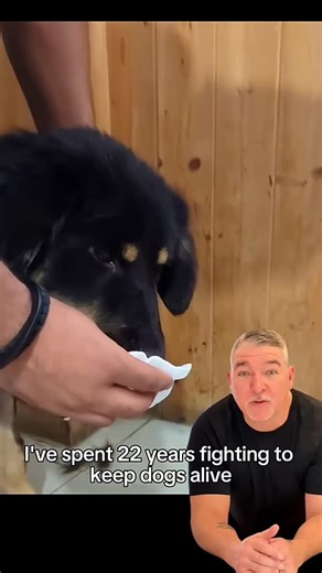 Furry Wellness on Instagram: "Make sure to FOLLOW and SHARE this with EVERY dog owner you know! 🥰🐾 Also, I linked the EXACT collagen I recommend in my bio. If you still CAN’T find it - comment “COLLAGEN” and if you’re following me, I’ll personally DM you with the LINK! 🔗💌 #dog #dogs #dogowner #pet #pets #petowner #veterinarian #vet #petcare #vetcare #viral #warning #food #consuming #health #secret #america #usa"