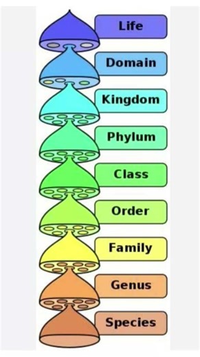 #Hierarchy,biology