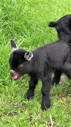 The Demon Goats on TikTok