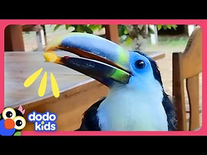 Baby Toucan Lost In The Jungle Needs Help! | Dodo Kids | Rescued! - Videos For Kids