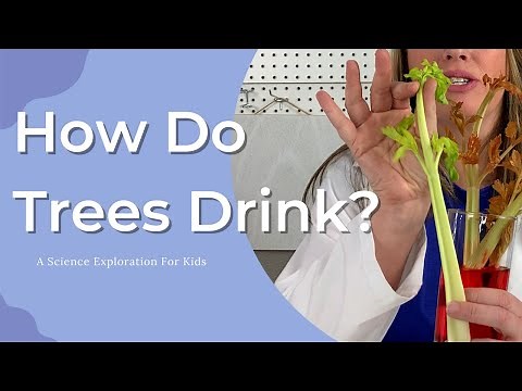 How Do Trees and Plants Drink Water? A Simple Science Experiment