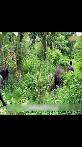 2.2M views · 7K reactions | Phát hiện người cổ nguyên thủy,ng/u/y h/i/ể/m quá | Cartoon Fix | Facebook