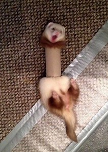 10 Of The Funniest Animal Fails Ever Follow The Kakapo | The Amazing Facts