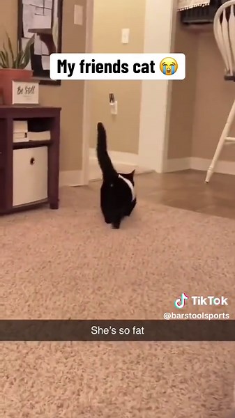 Funny Fat Cat Videos That Will Make You Laugh