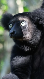 2.3K views · 21 reactions | Meet the indri, the world’s largest living lemur! . . . #wildlife #wildlifephotography #nature #wildlifephotographer #lemur #madagascar #indri #wildlifefilm | Jacob Rheams Photography | Facebook