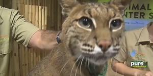 The Bobcat: A Pure Nebraska Animal
