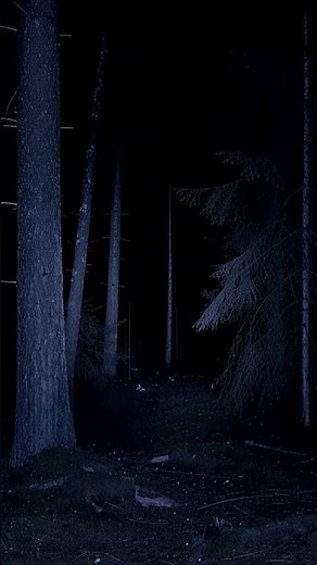 cam. c5, Holt Forest. 05.12.2025 - 2:00