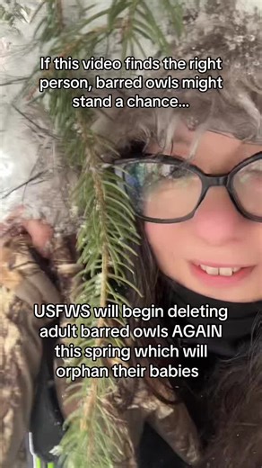 US FWS began deleting adult Barred Owls in September in Marin county California. They will begin again this spring on the entire West Coast of the United States, including of your state parks in the USA. if you step inside my linktree, you’ll see many ways we can stop this. #savebarredowls #barredowls #owltok