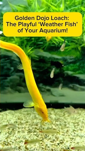 Golden Dojo Loach: The Playful ‘Weather Fish’ of Your Aquarium! AquaVerse #goldendojoloach #shorts