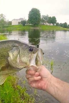 Don't Sleep on Small Ponds! 🎣 Big Bass Surprise! 🔥 #smallpond #bassfishing #bigbass #fishing