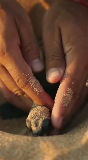 HEARTBREAKING Rescue: Tiny Turtle's Fight!