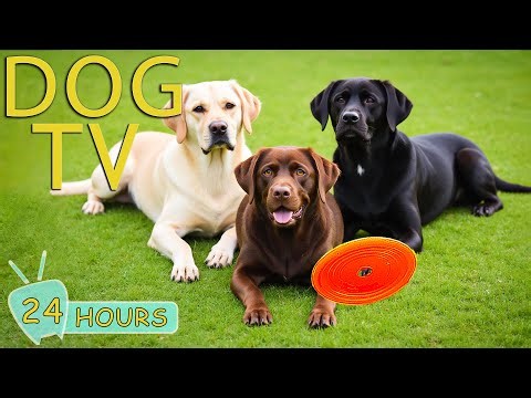DOG TV: Ultimate Video Entertain & Anti-Anxiety for Dogs to Watch When Alone - Happy Music for Dogs