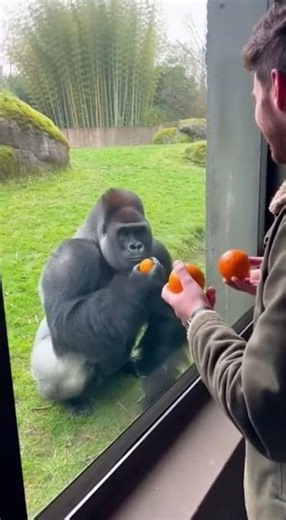 Gorilla Copies Man’s Orange Workout Through Glass 😂🦍🍊