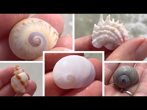 Hunting for sea shells in Florida. We walked 8 miles and I finally find a shell I've been hunting!