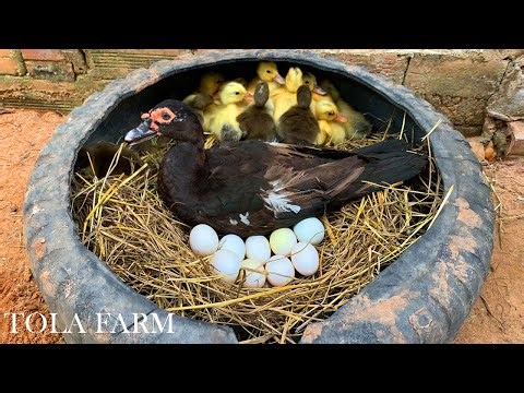 Amazing Pekin Duckling Hatching From Eggs-Nee Baby Duck Born