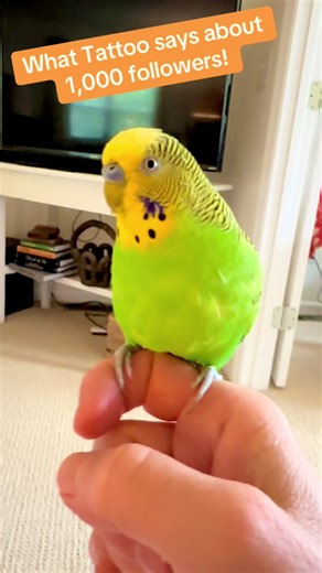 Talking parakeet thanks flock!❤️🦜#1000 #birdsoftiktok #talkingparrot #tiktok #fyp #budgie #parakeet #petsoftiktok