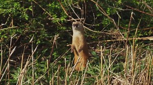 La belette : à la découverte de la vie d'un prédateur secret