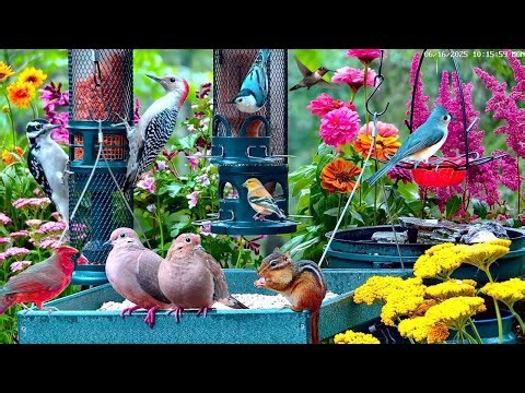 🔴LIVE Winter Cottage Bird Feeder: Cardinals, Woodpeckers, Snow Birds, Juncos, Sleep, Cat TV