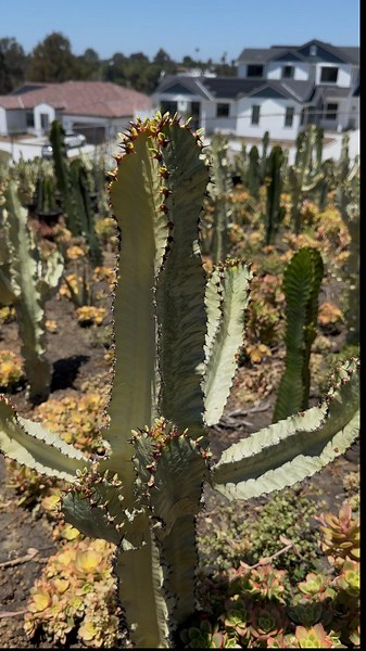 Variegated African Candelabra - Euphorbia Ammak Variegata - Etsy